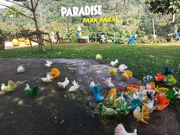 Paradise Park Farm พาราไดร์ป้าคฟาร์ม