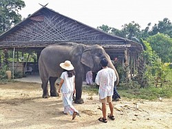 Samui Elephant Sanctury