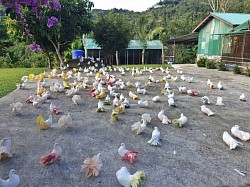 Paradise Park Farm พาราไดร์ป้าคฟาร์ม